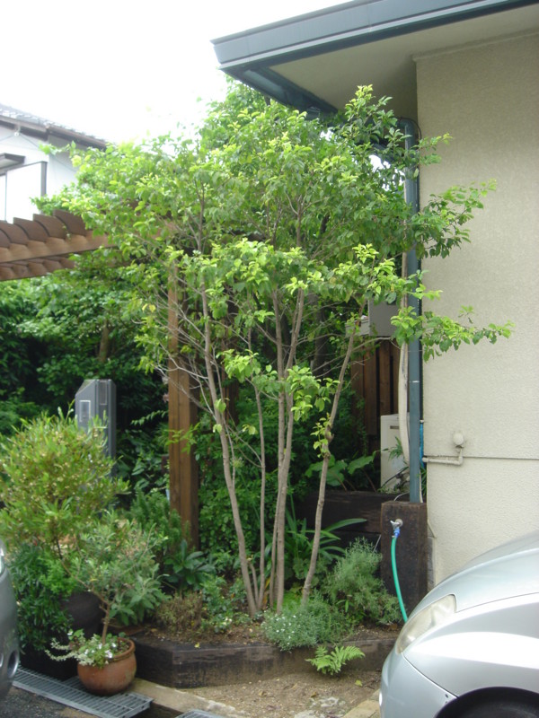 f:id:altgolddesu:20100627110109j:image
