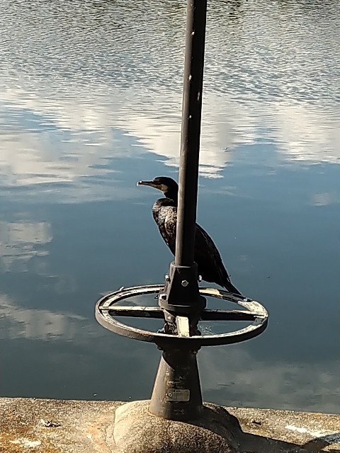 f:id:altgolddesu:20200914153447j:image