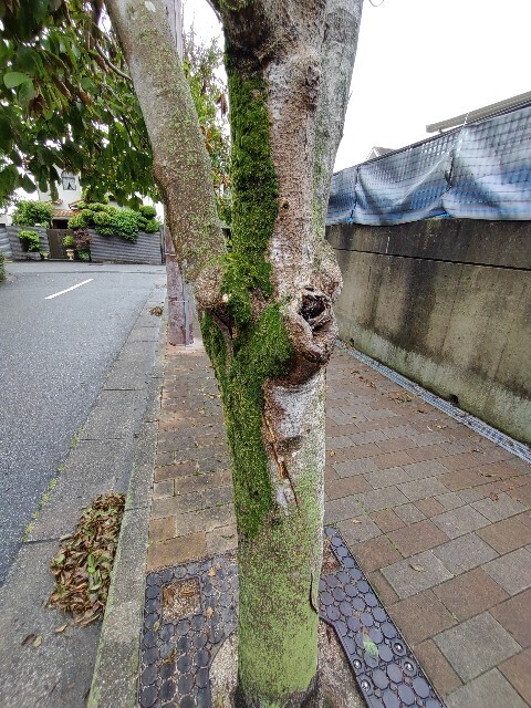 f:id:altgolddesu:20250604122255j:image
