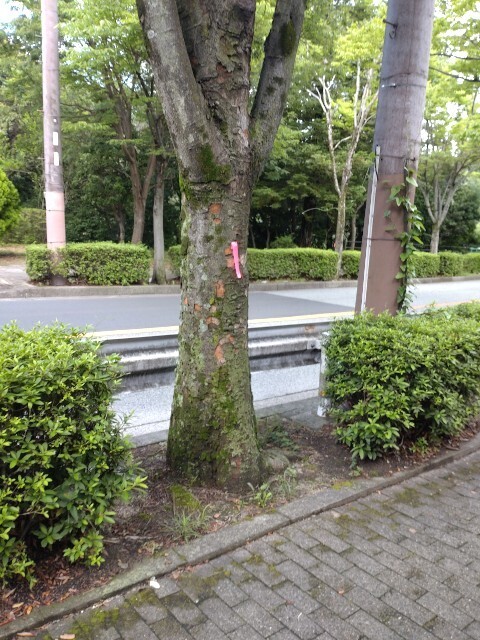 f:id:altgolddesu:20250626145245j:image