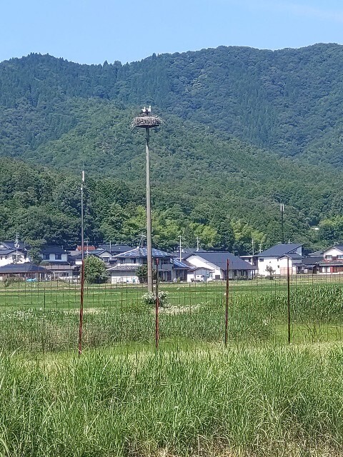 f:id:altgolddesu:20250628143503j:image