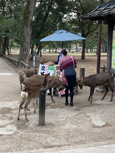 f:id:alto-leo:20201114172626j:plain