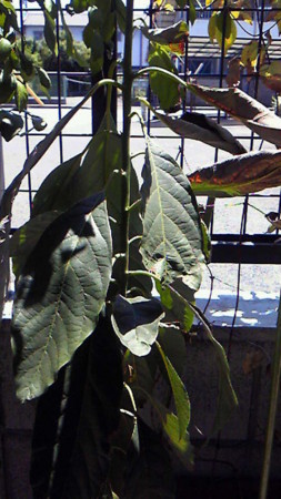 f:id:altosobajima:20100725125000j:image
