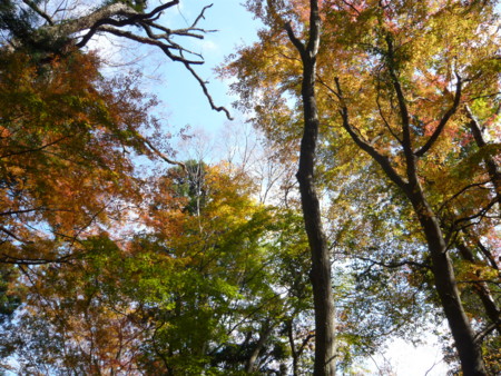 f:id:altosobajima:20101202111838j:image
