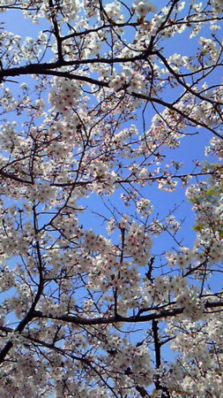 f:id:altosobajima:20110410132000j:image