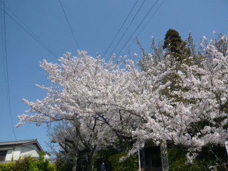 f:id:altosobajima:20110412095943j:image