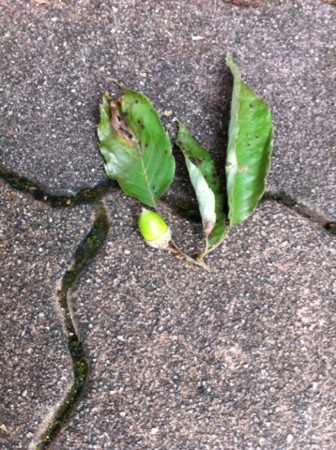 f:id:altosobajima:20110901085102j:image