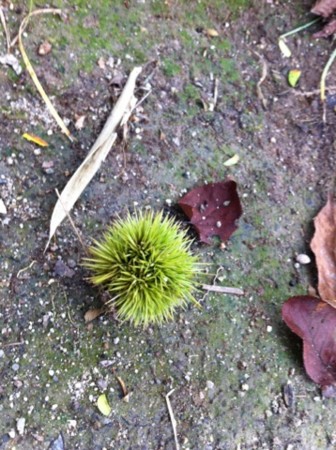 f:id:altosobajima:20110901085103j:image