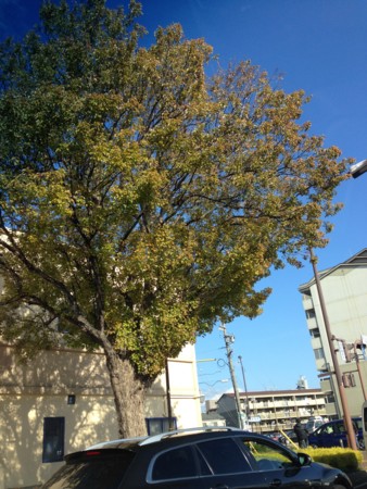 f:id:altosobajima:20151205132258j:image