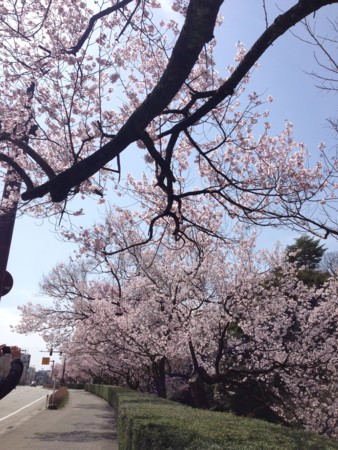 f:id:altosobajima:20160401120834j:image f:id:altosobajima:20160401120834j:image