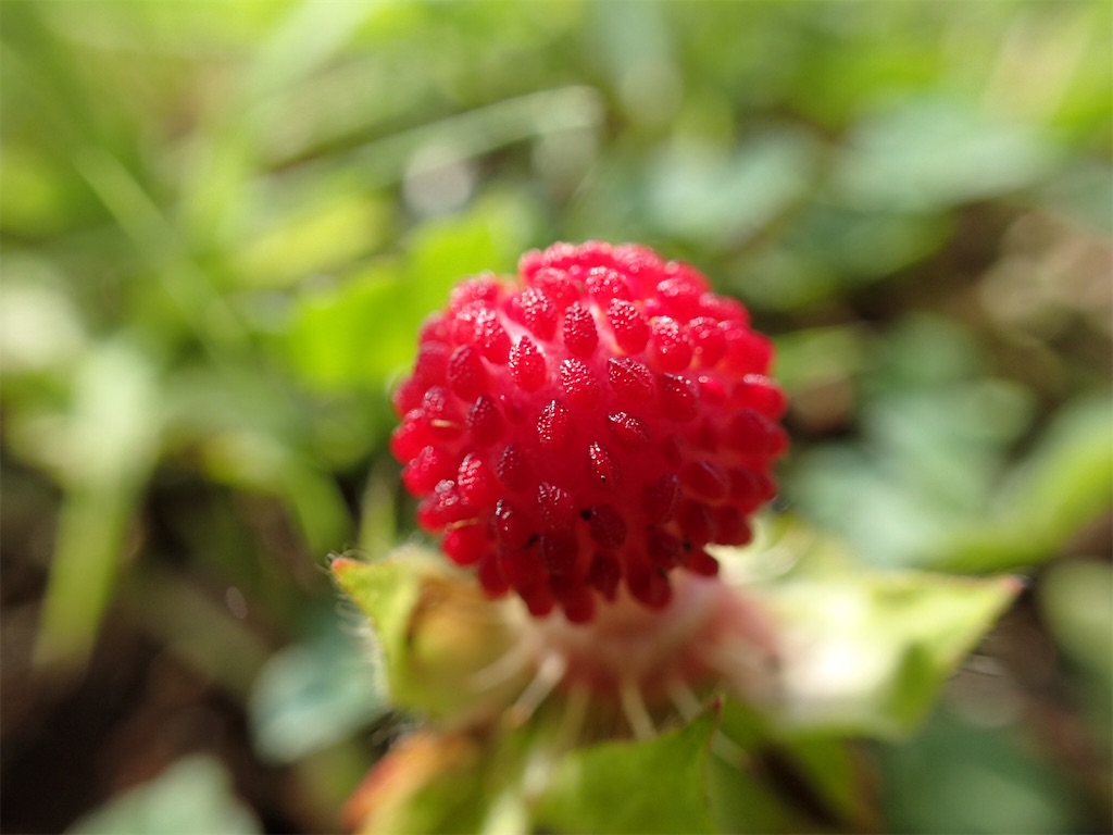 f:id:alupususanpo:20190603052911j:image