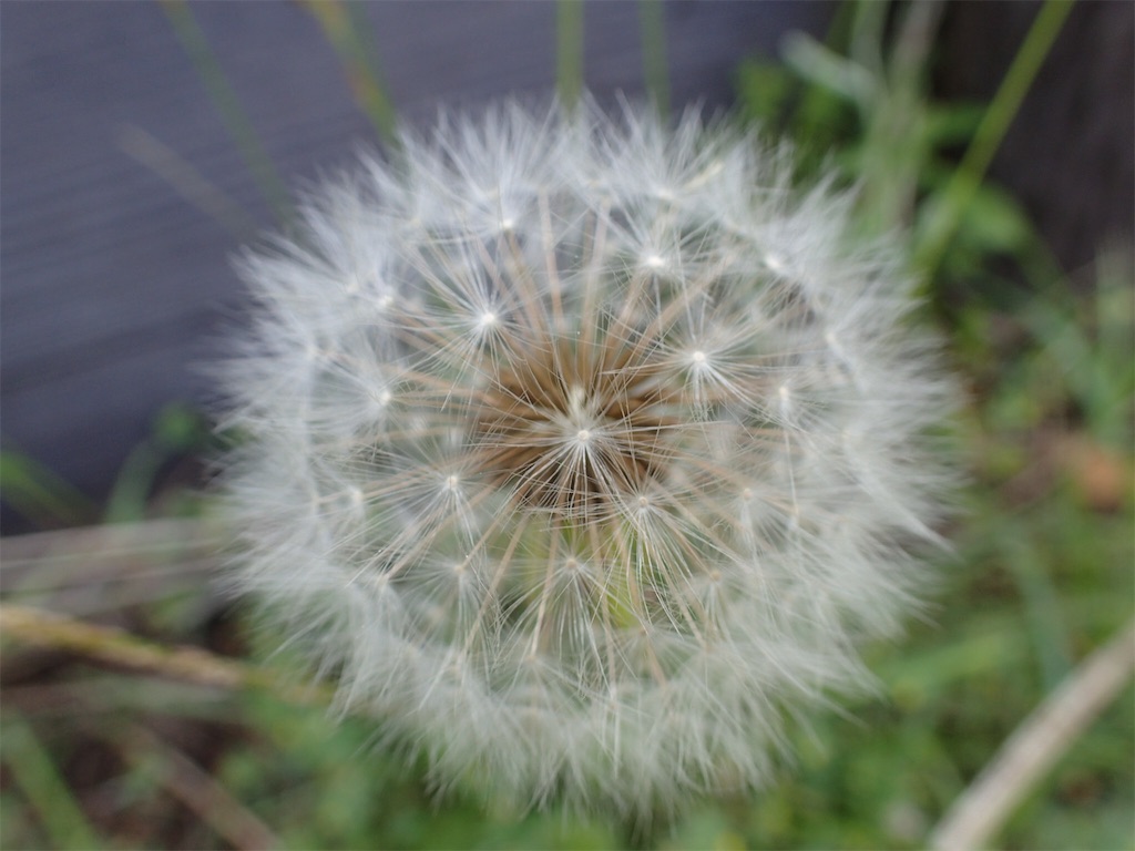 f:id:alupususanpo:20190603053028j:image