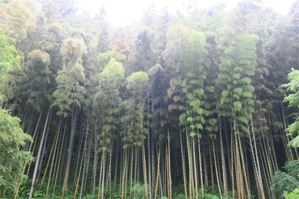 f:id:alupususanpo:20190610054245j:image