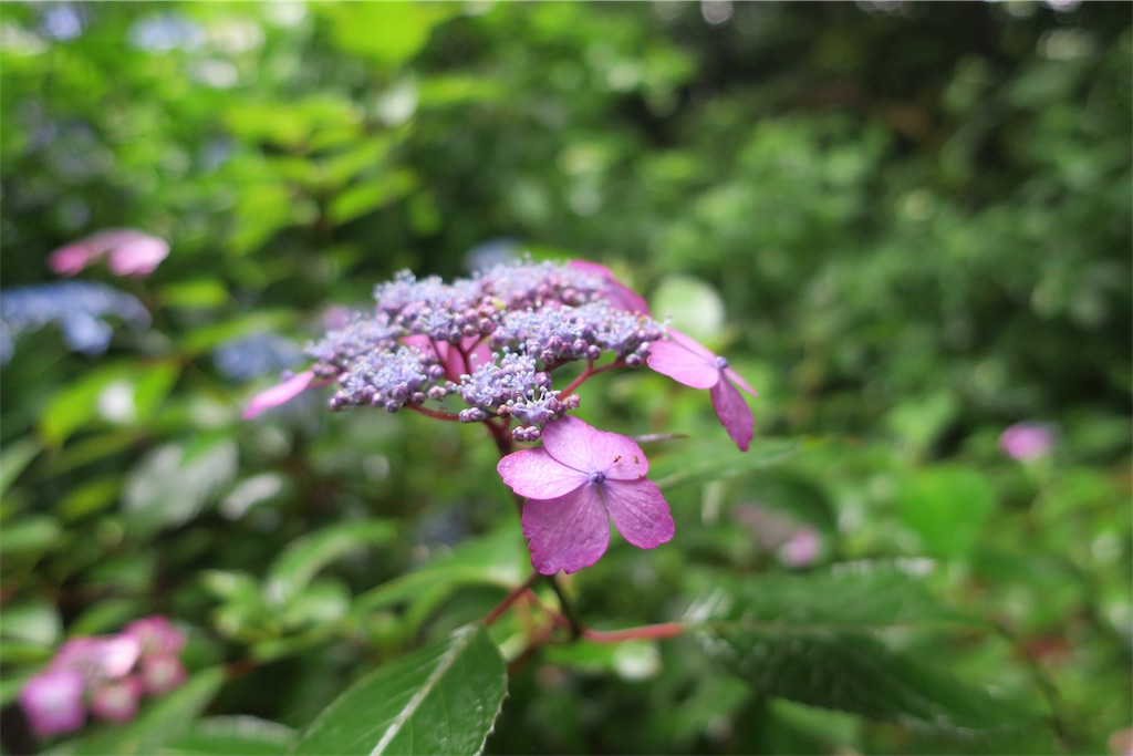 f:id:alupususanpo:20190610063545j:image