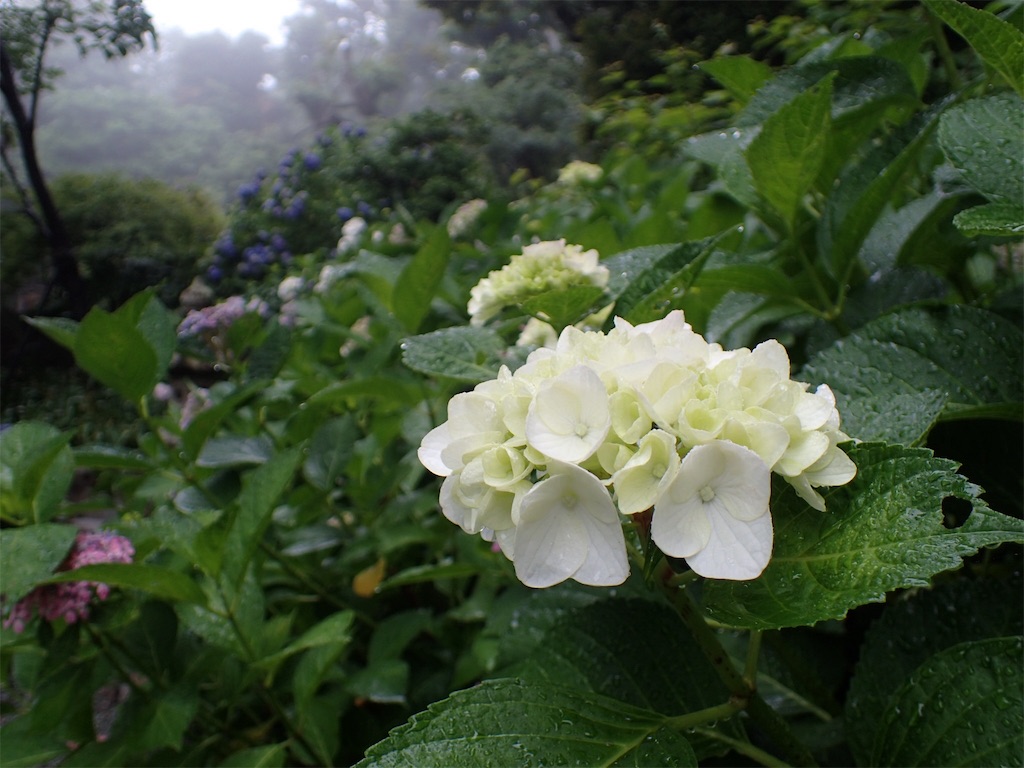 f:id:alupususanpo:20190610063553j:image