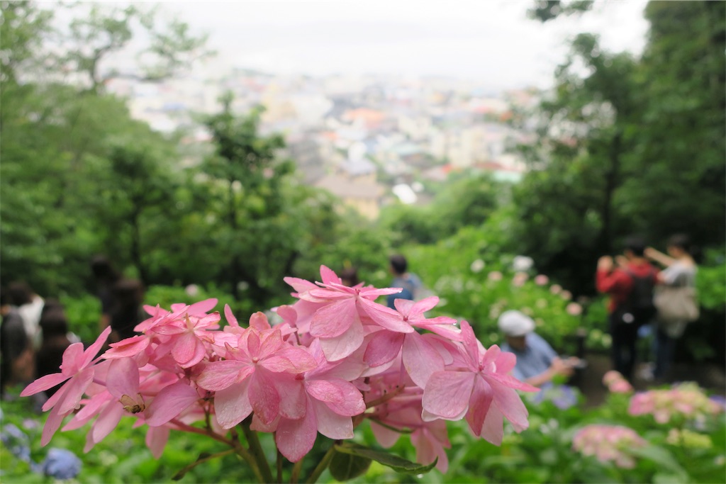 f:id:alupususanpo:20190612051703j:image