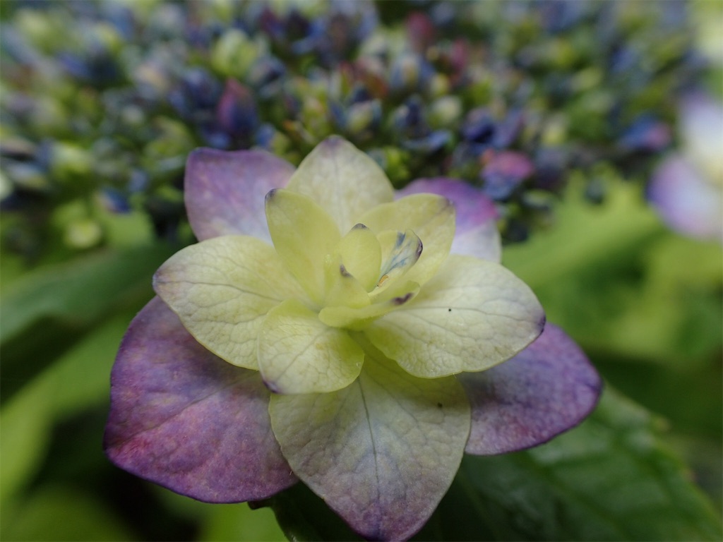 f:id:alupususanpo:20190612051710j:image