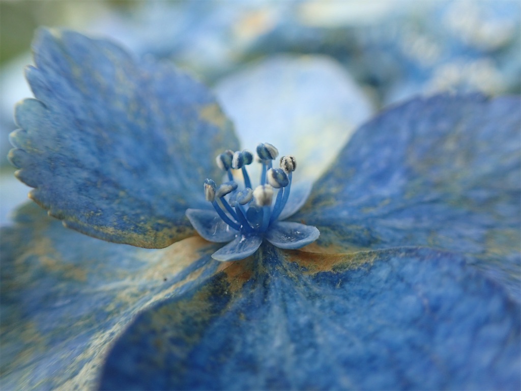 f:id:alupususanpo:20190612051716j:image