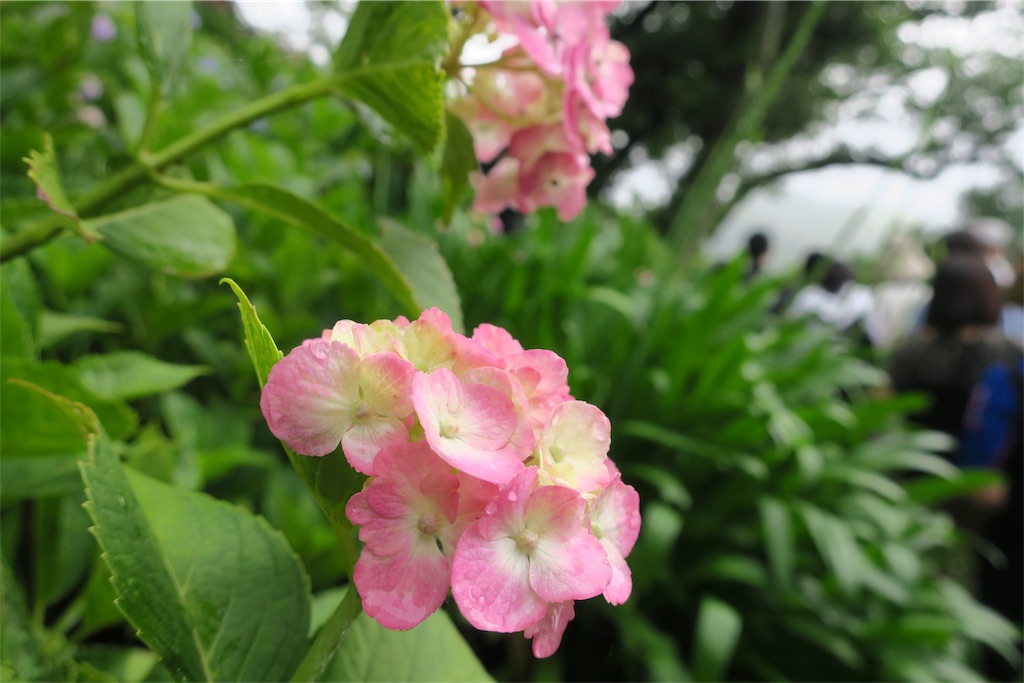 f:id:alupususanpo:20190612051723j:image