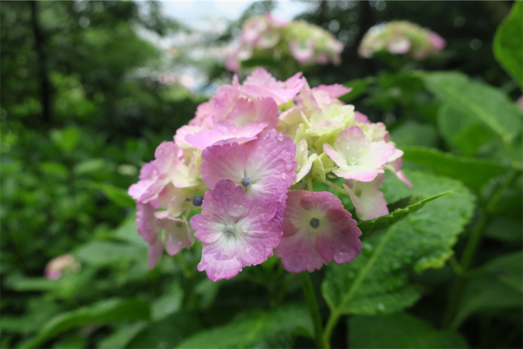 f:id:alupususanpo:20190612051740j:image