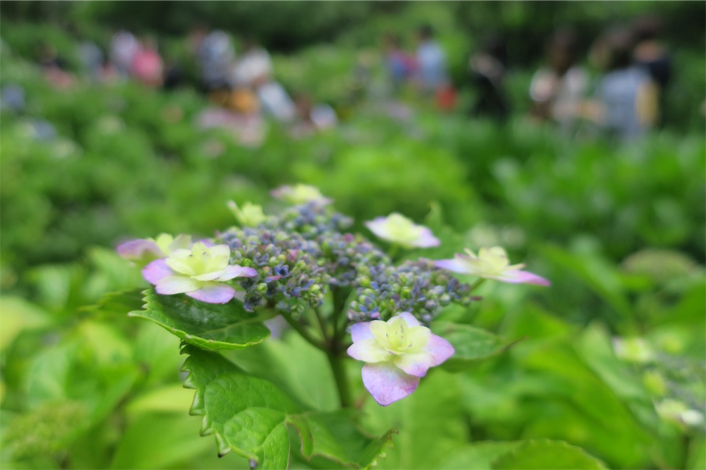f:id:alupususanpo:20190612051746j:image