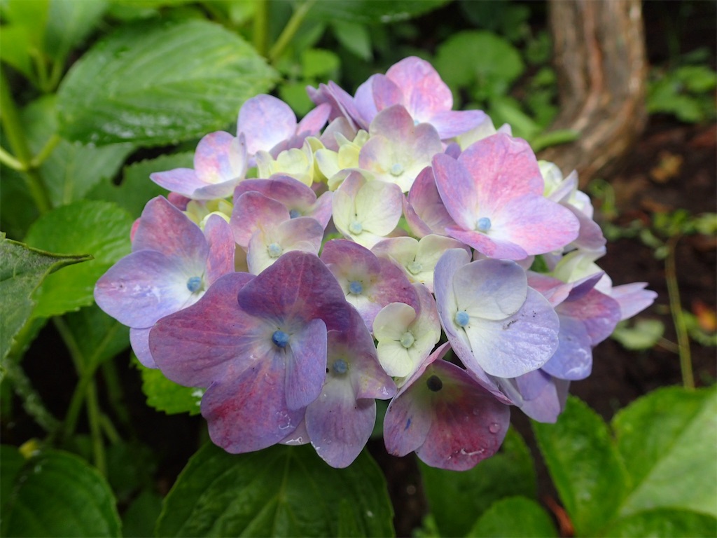 f:id:alupususanpo:20190612051753j:image