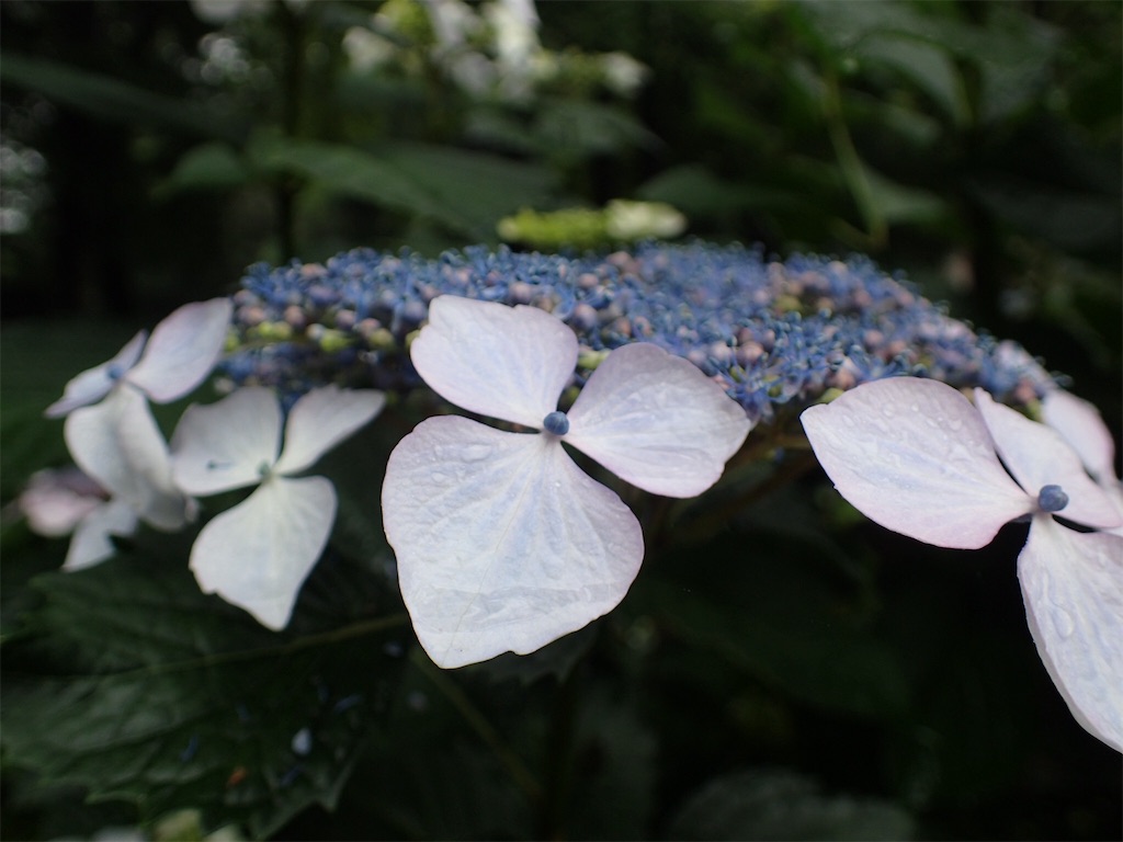 f:id:alupususanpo:20190612051859j:image