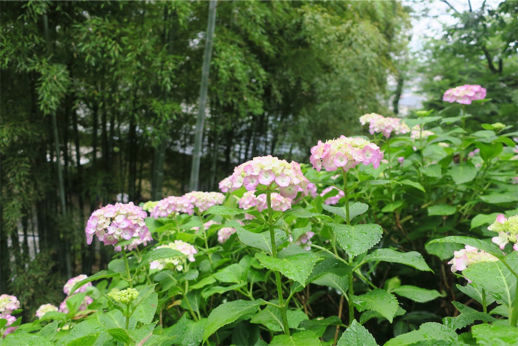 f:id:alupususanpo:20190612052013j:image