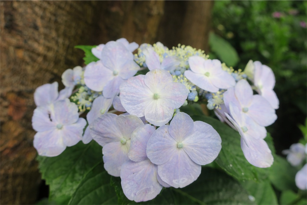 f:id:alupususanpo:20190612052107j:image