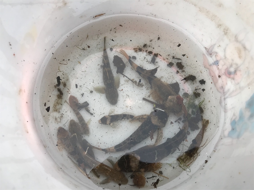 f:id:alupususanpo:20190624080036j:image