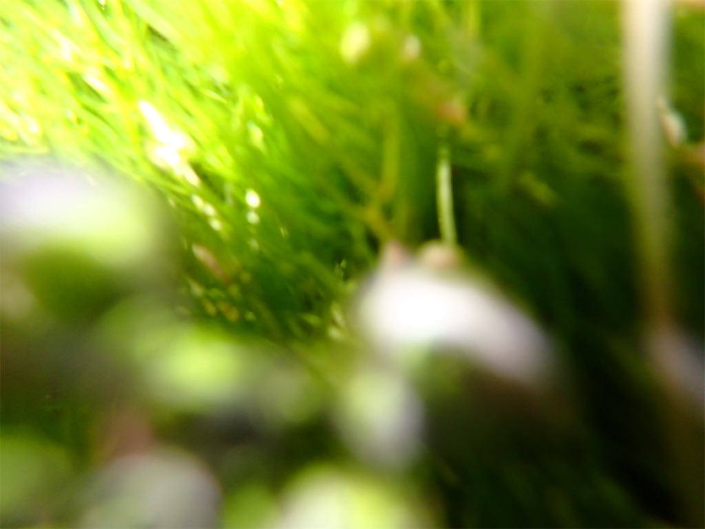 f:id:alupususanpo:20190624080156j:image