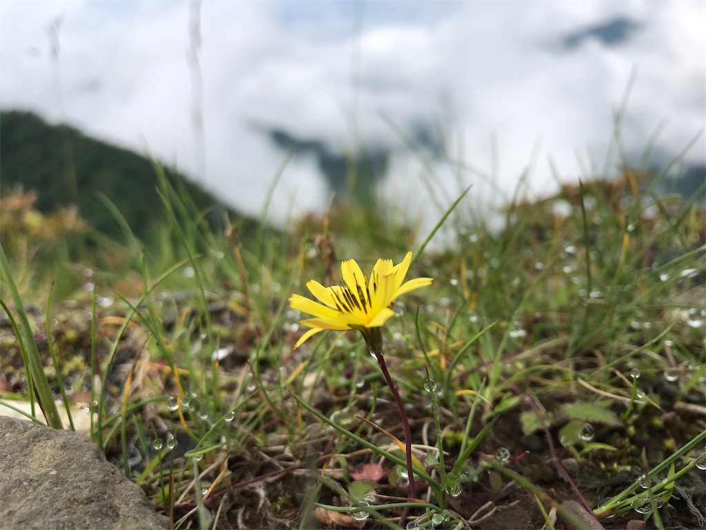 f:id:alupususanpo:20190714105302j:image