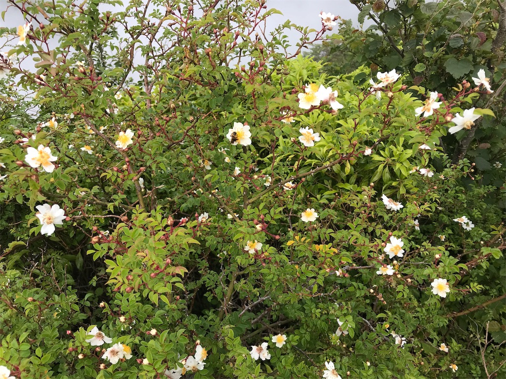 f:id:alupususanpo:20190714105329j:image
