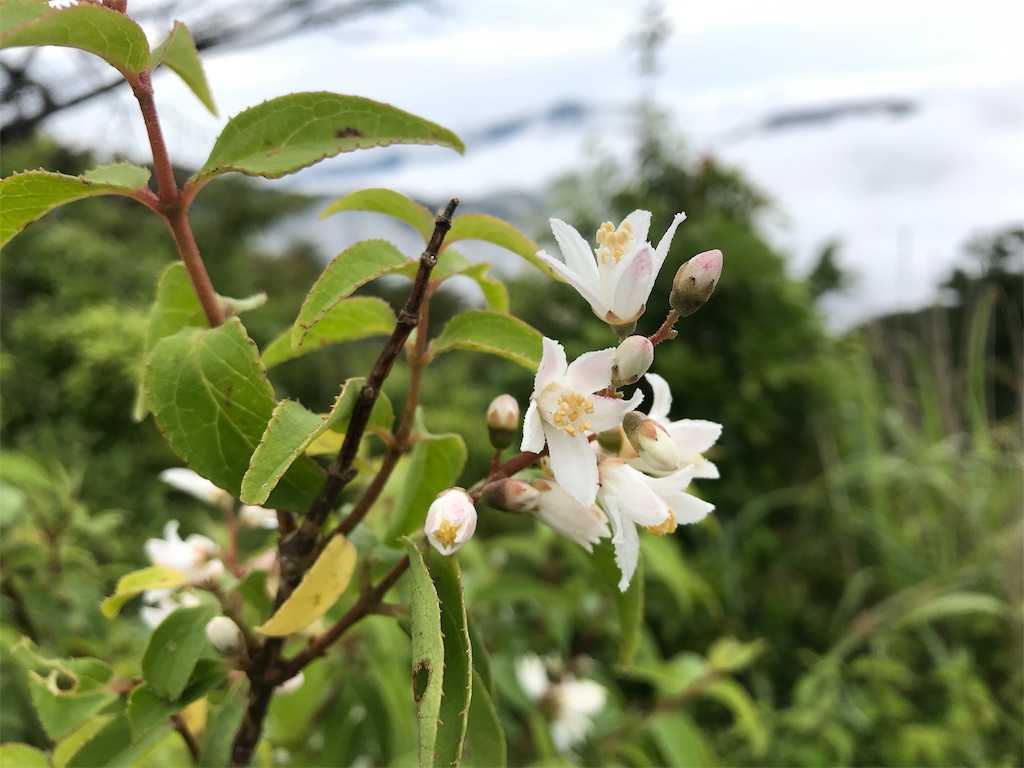 f:id:alupususanpo:20190714105344j:image