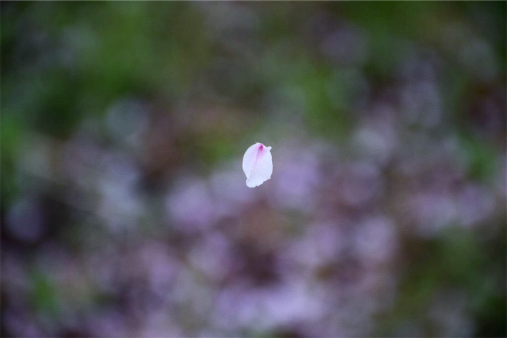 f:id:am0502ilpleut:20180408213617j:image