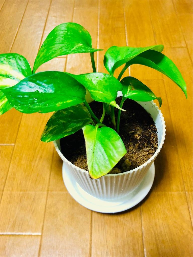 f:id:am161024:20190224004327j:image f:id:am161024:20190224004327j:image
