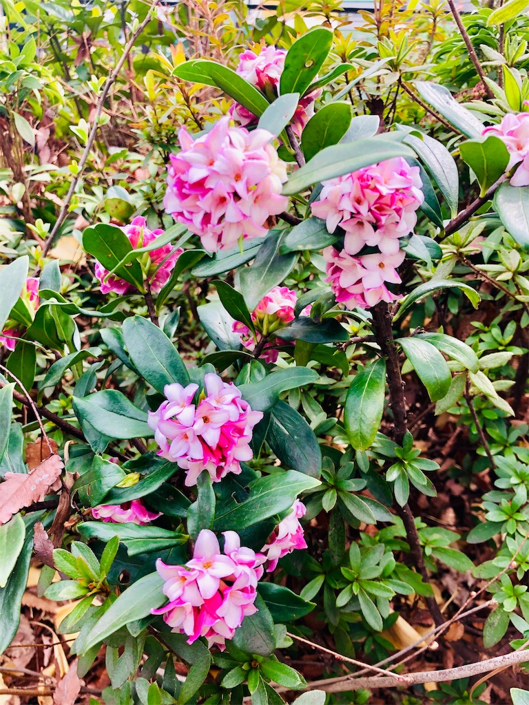 f:id:am161024:20190307034231j:image