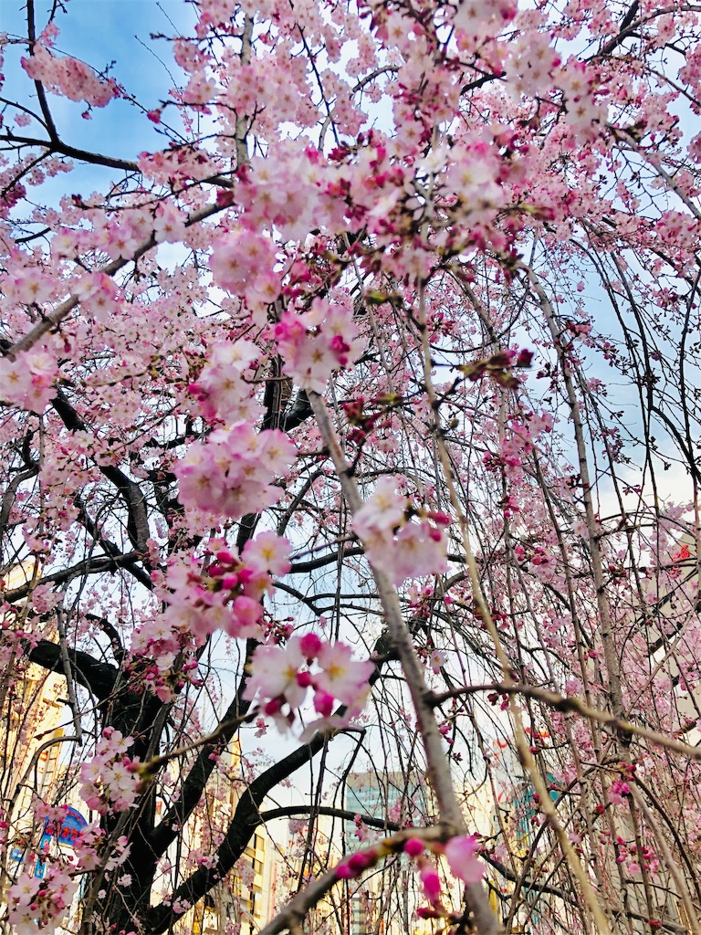 f:id:am161024:20190321155312j:image f:id:am161024:20190321155312j:image