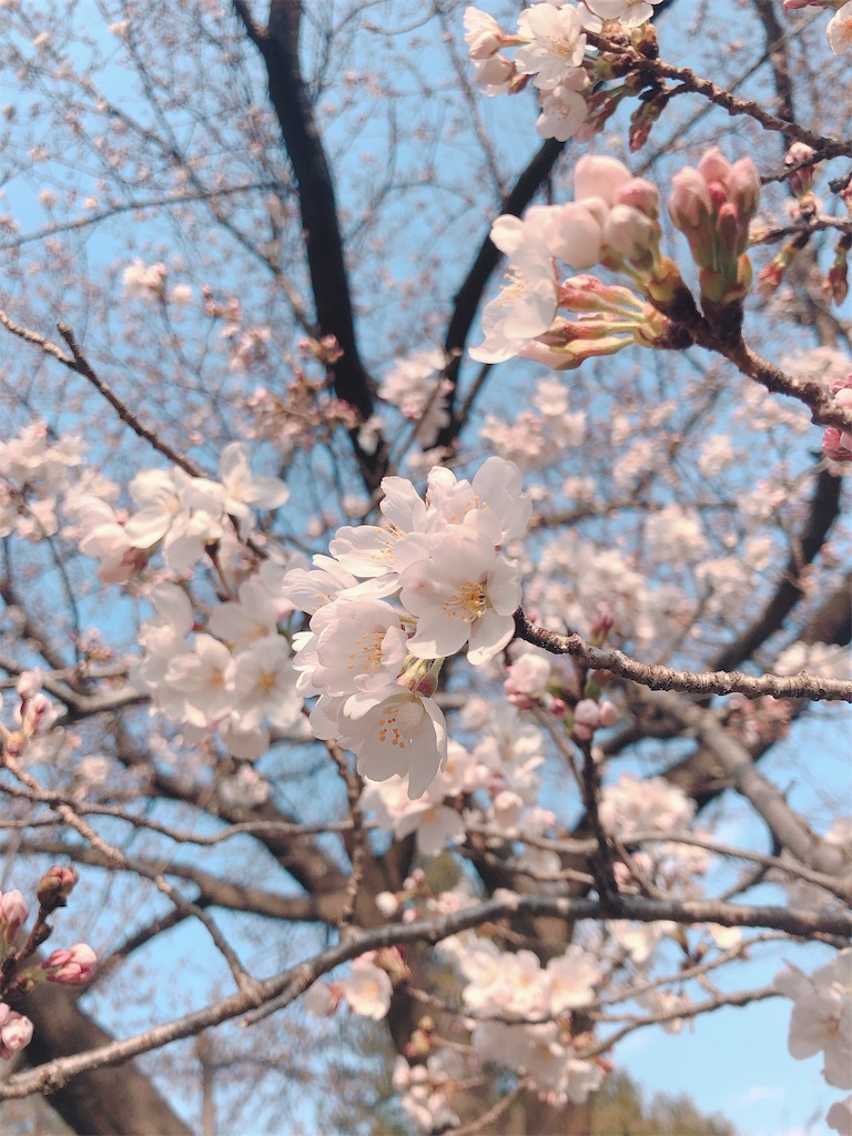 f:id:am161024:20190328002937j:image