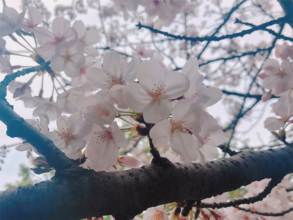 f:id:am161024:20190331235010j:image f:id:am161024:20190331235010j:image