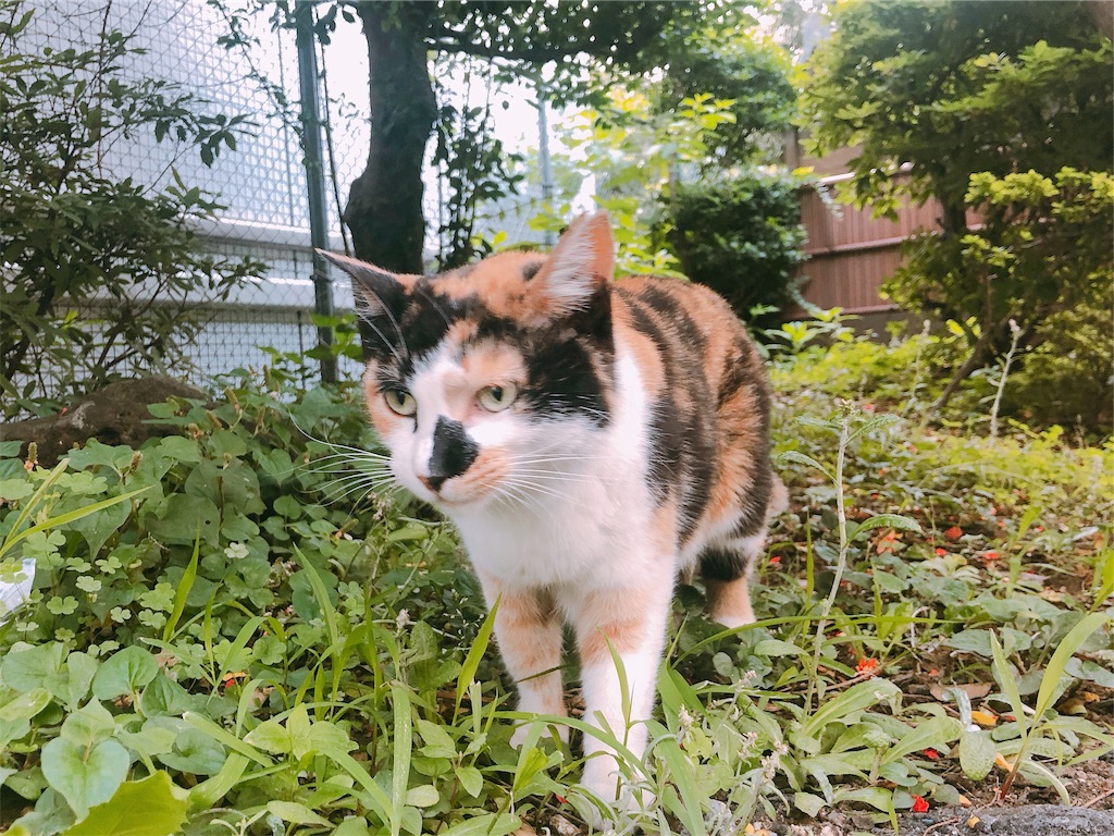 f:id:am161024:20190621023510j:image