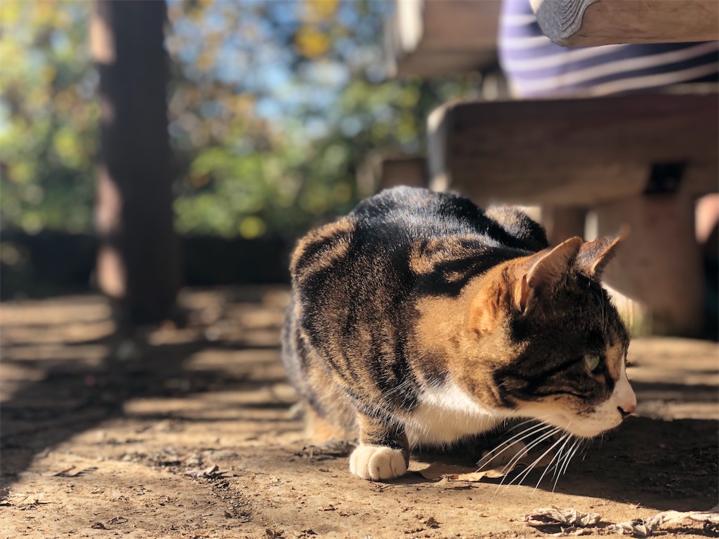 f:id:am161024:20191115024445j:image
