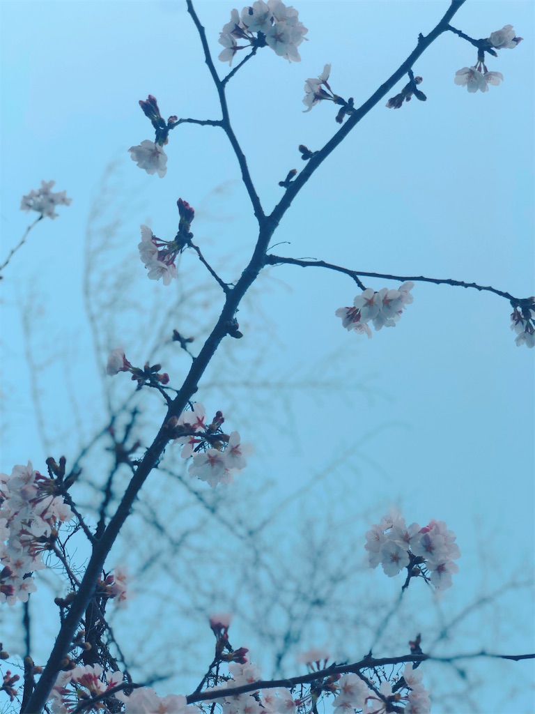f:id:am161024:20200325015237j:image