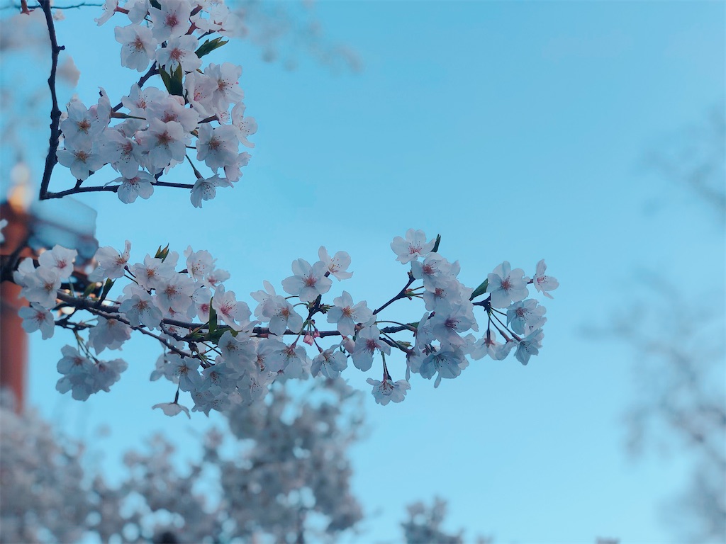 f:id:am161024:20200325015240j:image