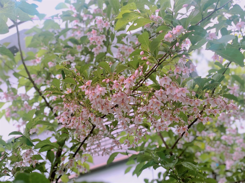 f:id:am161024:20200517050542j:image