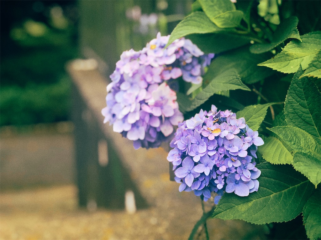f:id:am161024:20200625022732j:image