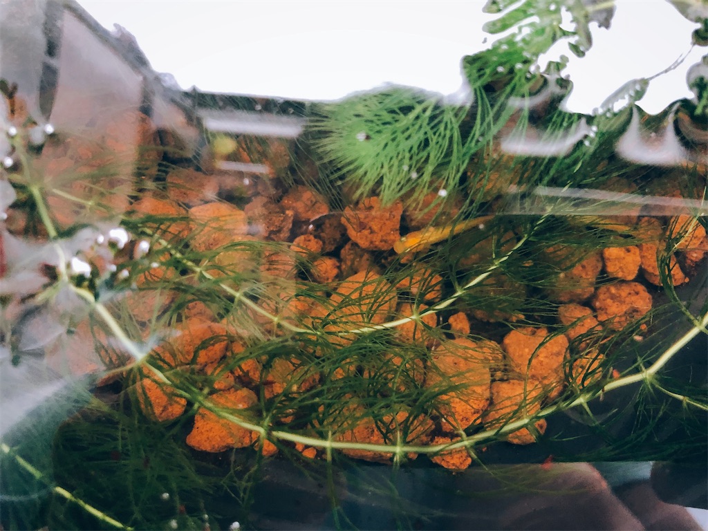 f:id:am161024:20200915000425j:image f:id:am161024:20200915000425j:image