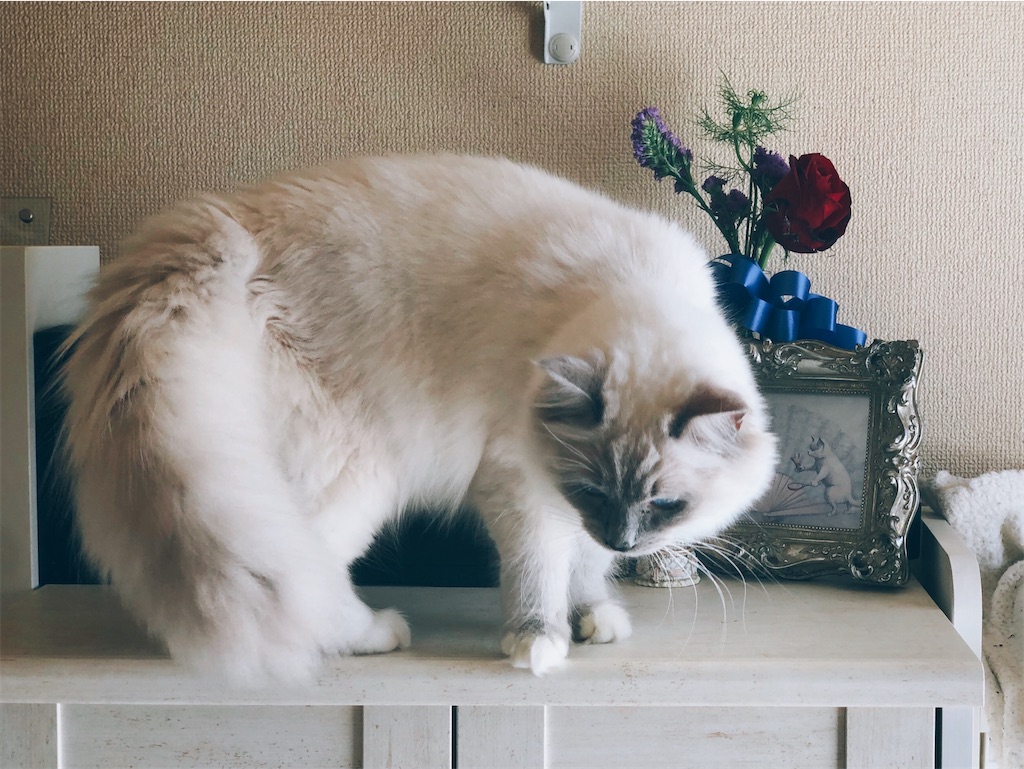 f:id:am161024:20210309012722j:image