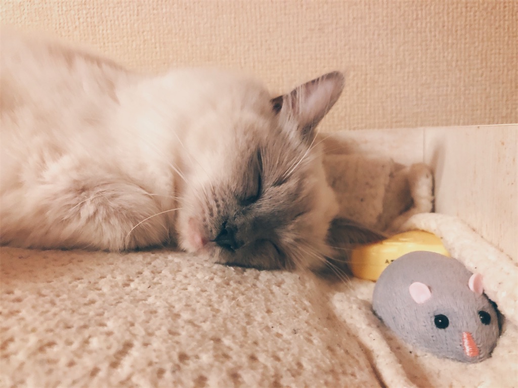 f:id:am161024:20210329023121j:image