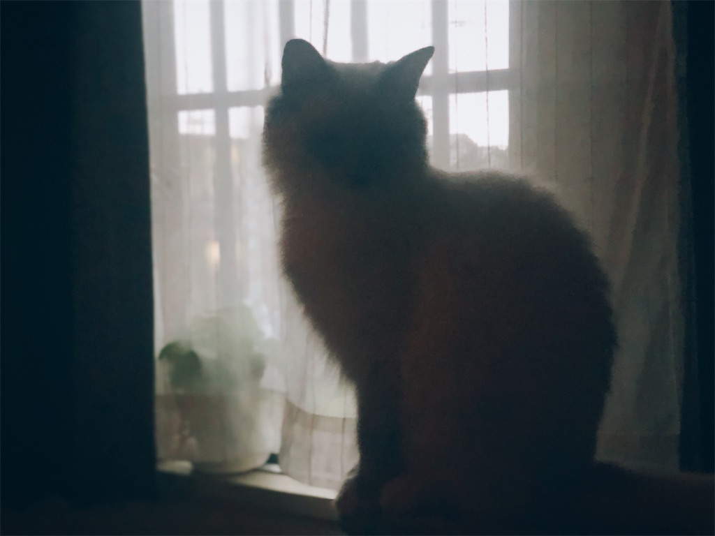 f:id:am161024:20210502071337j:image